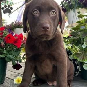 Clara, Chocolate Labrador Retriever Puppy